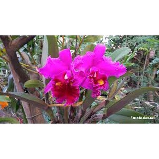 [Rẻ vô địch] Lan Cattleya Giống 10 màu