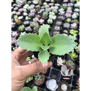 Cây Sống đời lồng đèn nghìn con