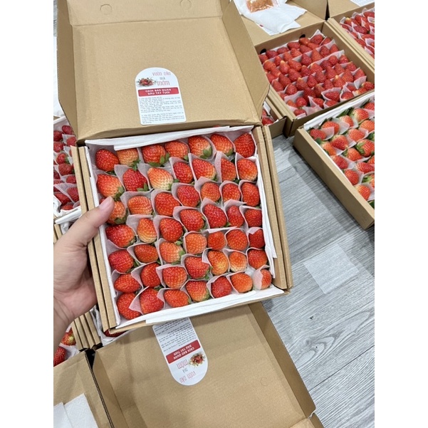 Dâu tây giống Hàn ngọt thơm, chua nhẹ