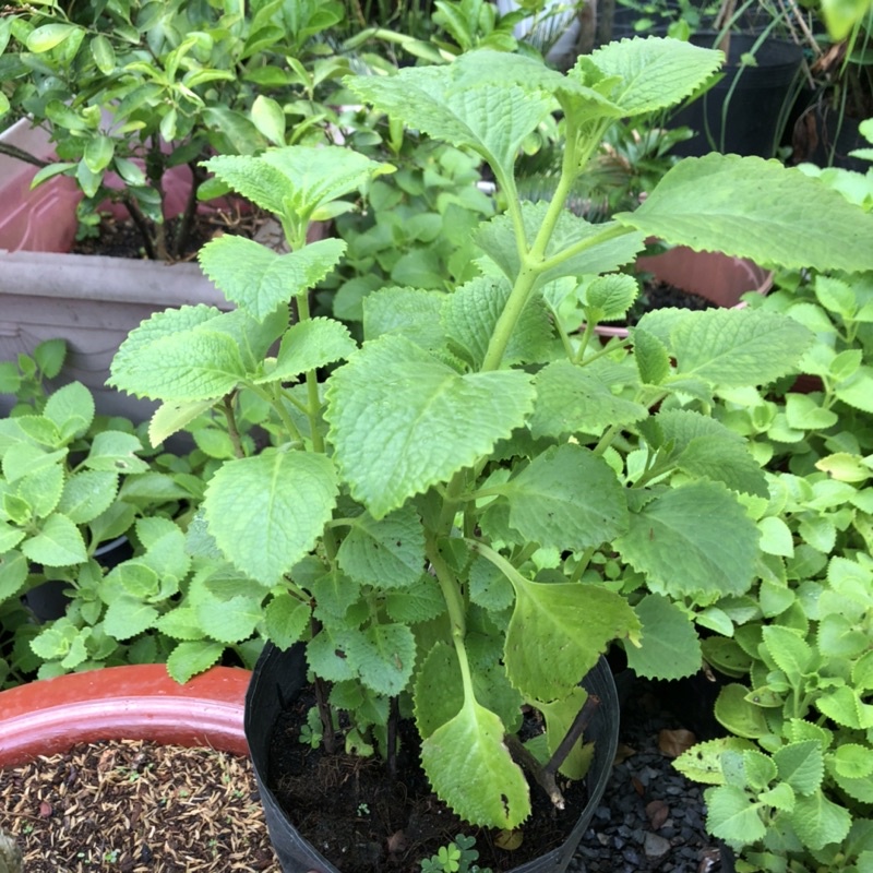 Cây rau Tần Dày Lá  ưa nắng, dễ chăm sóc