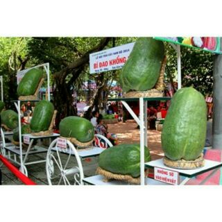 Hạt giống bí đao khổng lồ