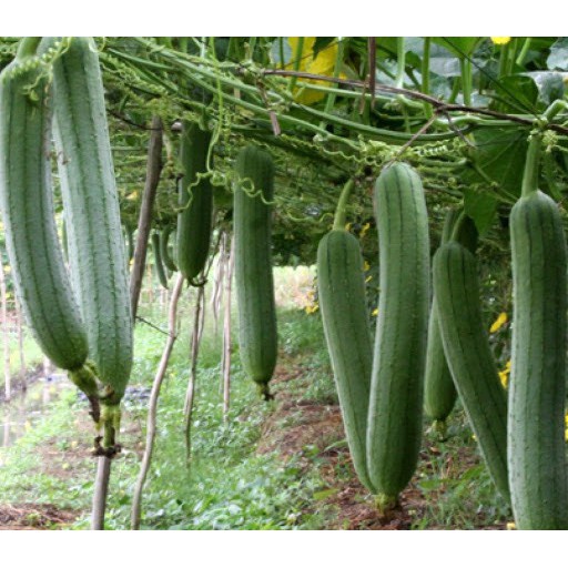 Hạt Giống Mướp Hương F1 Loại dễ trồng siêu trái năng suất cao kháng sâu bệnh [ Gói 50gram,100gram,200gram]