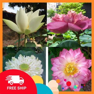 5 hạt giống hoa sen quan âm 5 màu LUCKYVN