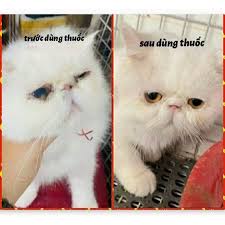 BIOALLY FELINE Tăng Đề Kháng Hỗ Trợ Các Bệnh Hô Hấp Mèo FHV FCV