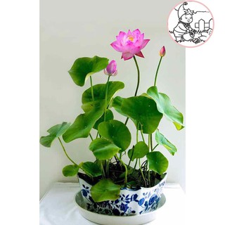 HẠT HOA SEN NHẬT MINI - GÓI 5 HẠT