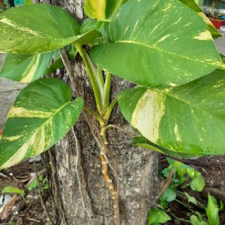 combo 5 dây trầu bà lá siêu to (trầu ông vàng)