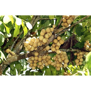 cây giống bòn bon thái lan