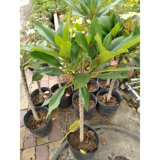 sứ đại vàng thơm giống mới