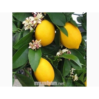 Cây giống chanh eureka..5 tháng cây cho trái