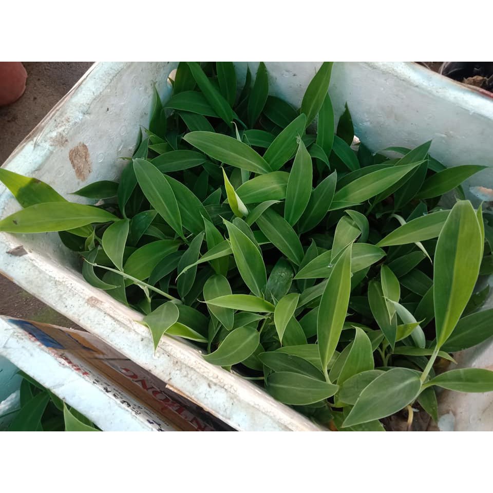 Cây Giống Chuối Tây Thái Lan Cấy Mô   Giống Mới Năng Suất Cao Chống Chịu Sâu Bệnh Tốt