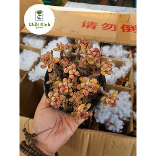 Sen đá sỏi cam gốc thụ