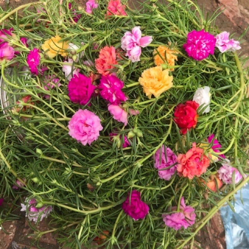 1kg cành hoa 10h thái mix nhiều màu