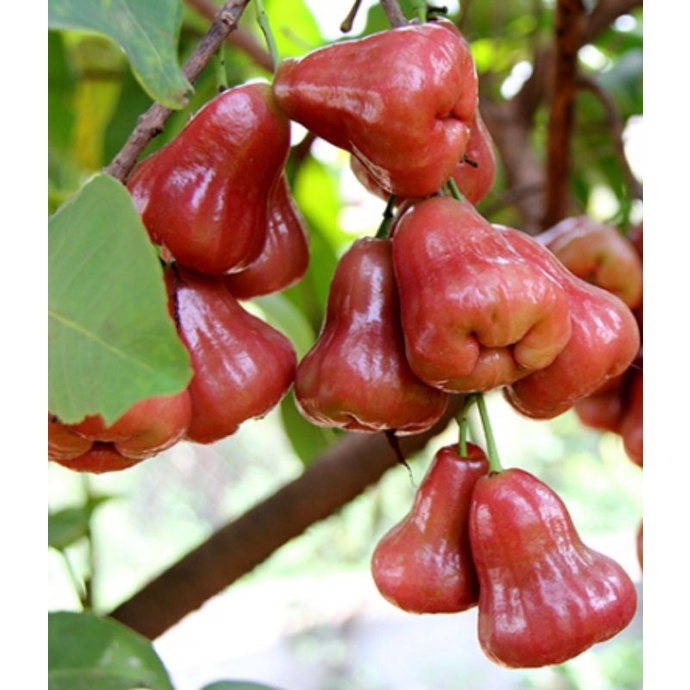Cây mận an phước