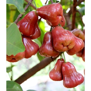 Cây mận an phước