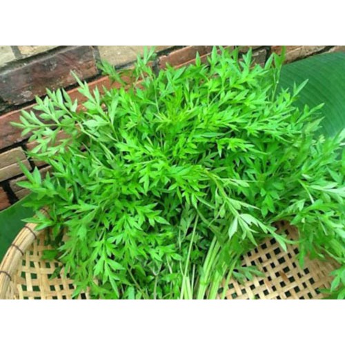 Hạt giống rau nhái rừng - rau ăn bánh tráng