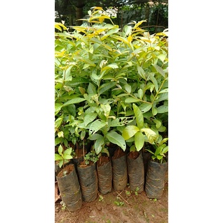 cây bằng lăng ổi giống