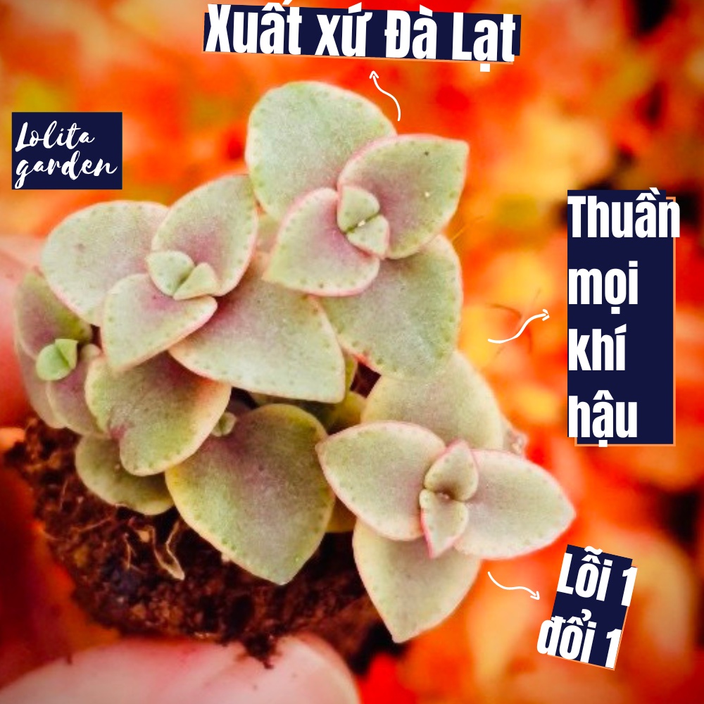 Sen đá sedum vảy rồng Đà Lạt size mini cây cảnh trang trí nhà cửa Lolita garden