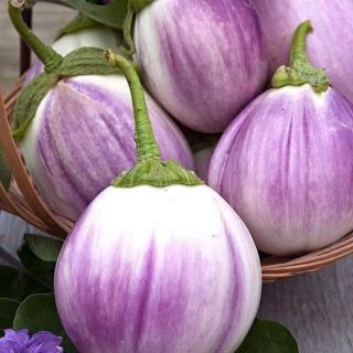 Hạt giống cà tím ý Rosa khổng lồ