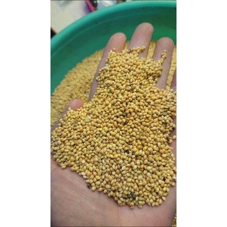 Kê vàng hạt to hàng Bỉ gói chiết lẻ 1kg