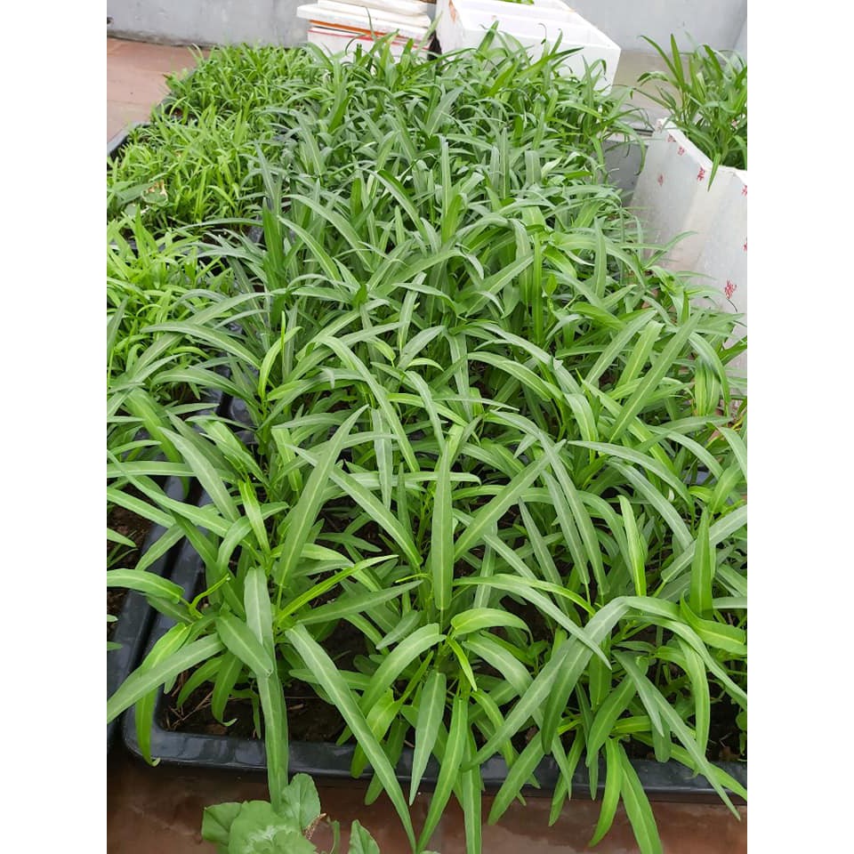Trấu hun nguyên cánh không lẫn tạp chất  cải tạo đất trồng cây trồng rau trồng hoa 600gr~1000gr