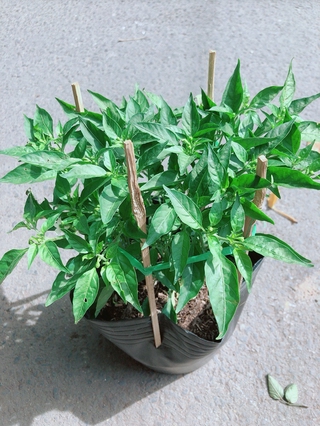Bụi Ớt Xiêm