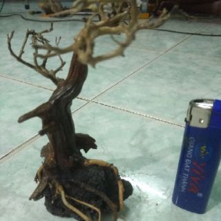Lũa bonsai thủy sinh