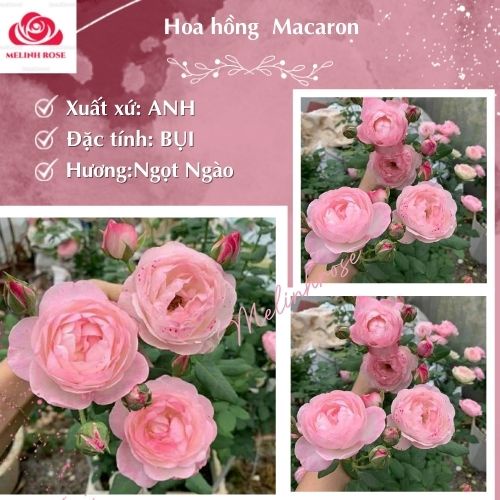 Hoa hồng ngoại Strawberry Macaron – Vẻ đẹp dịu dàng từ đất nước Anh-Vườn Hoa Melinhrose