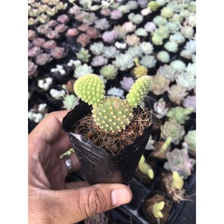 Xương rồng tai thỏ bầu