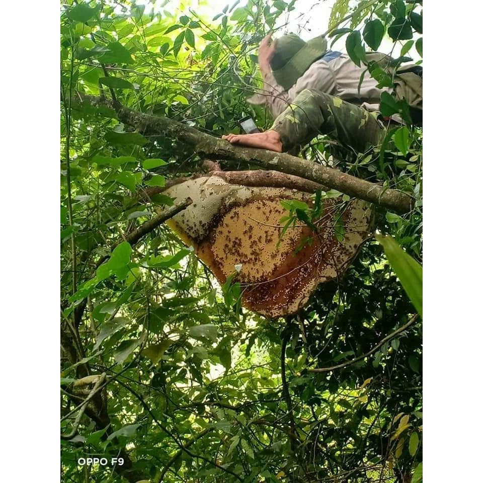 Mật ong khoái rừng Kon Tum loại vắt sẵn chai 1 lít - Cam kết chuẩn (hoàn lại nếu phát hiện hàng giả)