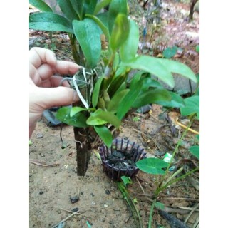 Hoa phong lan kiều vàng thái