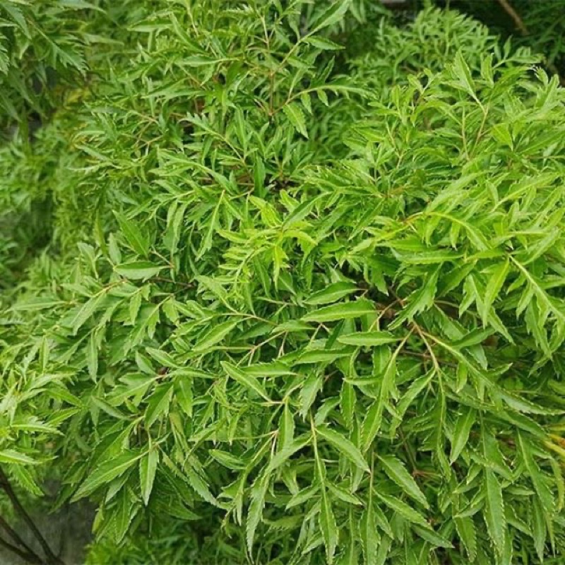 Cây đinh lăng lá nhuyễn (nhà trồng)