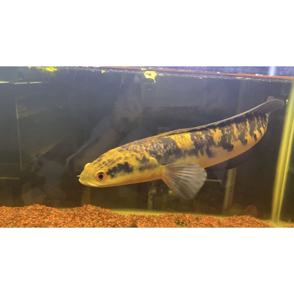 SỈ SÂM TĂNG LỰC - Blackwater - Sâm Cá Lóc Kiểng.