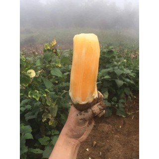 [ SẴN ] Combo 2kg khoai sâm đất: củ to hay nhỏ tùy lô [ SHIP NHANH HCM ].