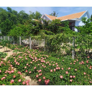 400 Hạt giống sâm Bố chính hoa đỏ