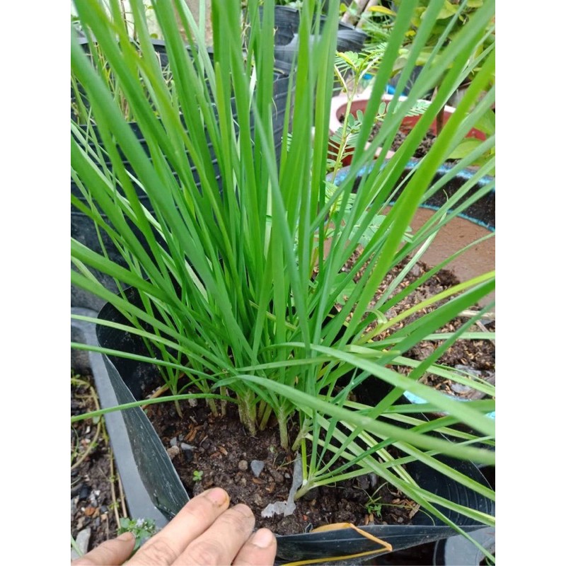 Chậu hơn 10 gốc rau hẹ