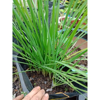 Chậu hơn 10 gốc rau hẹ