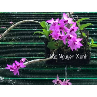 Trầm tím cây giống - vườn ươm kie - chuẩn mặt hoa