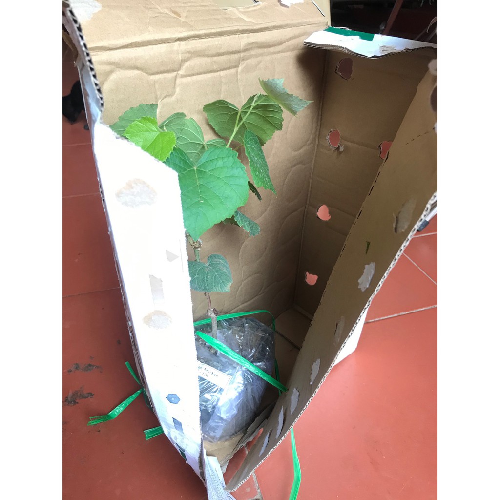 Cây Nho Xanh Trái Dài Ninh Thuận