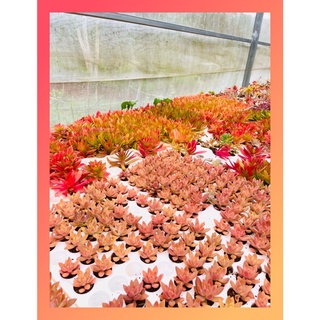 SEN ĐÁ MINI Đà Lạt 9 LOẠI ngẫu nhiên 🌈 siêu CUTE 🌵HƯ 1 ĐỔI 1
