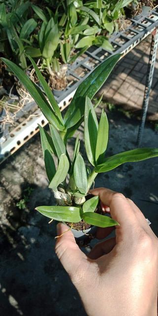 Denro mini giống