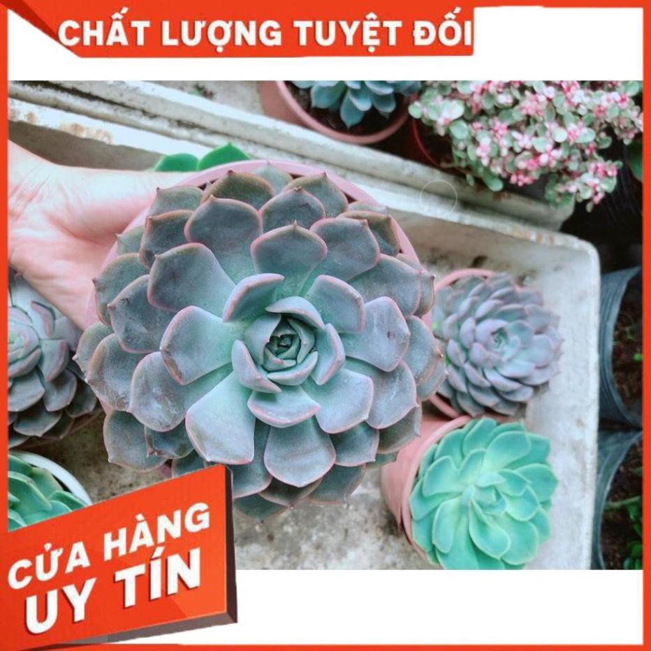 Chậu Sen Đá Tím Cảnh Cứng Size Đại Nhiều Người Mua