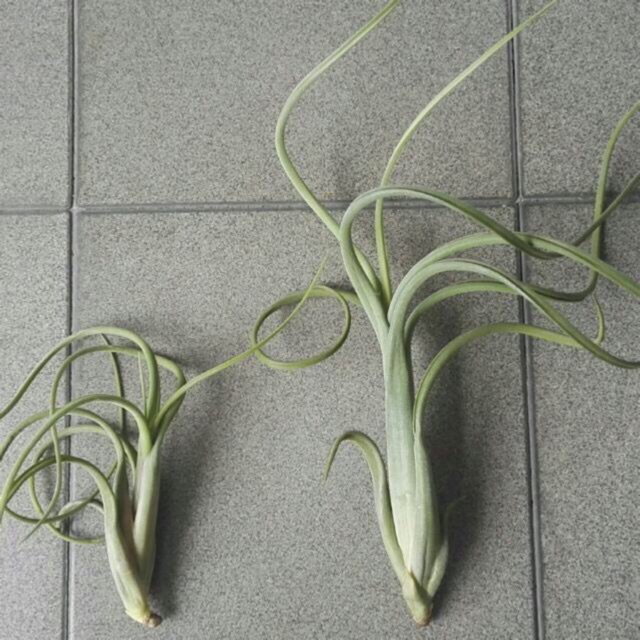 Cây không khí Tillandsia intermedia