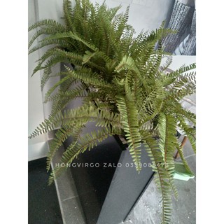 Cây Dương Xỉ Giả Loại đẹp giống thật đến 99%