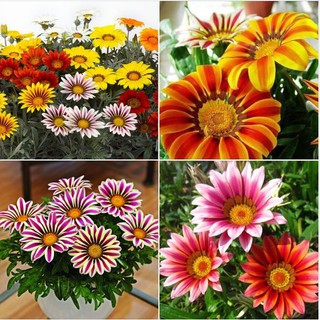 50 Hạt giống hoa Cúc Huấn Chương Mix (Kèm kích thích hạt nảy mầm)