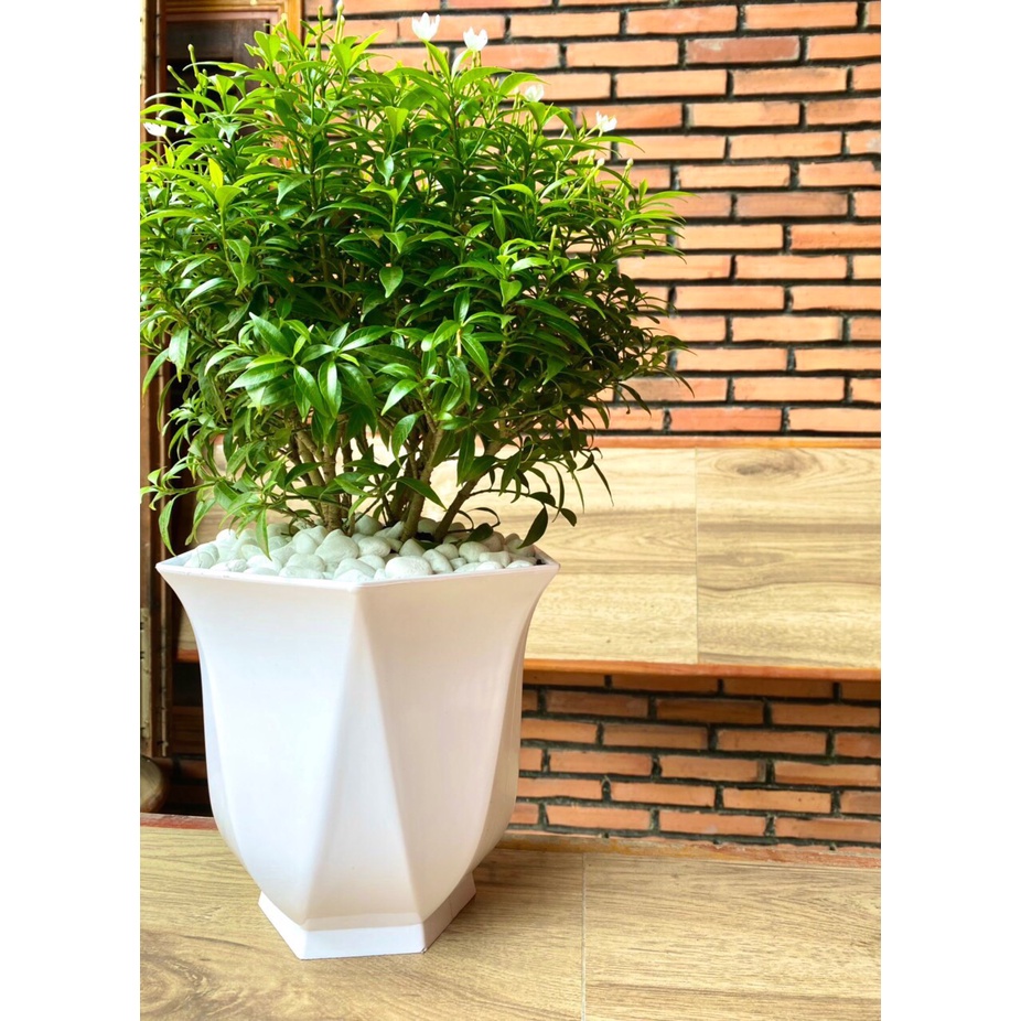 Chậu hoa Linh Lan Cao Cấp
