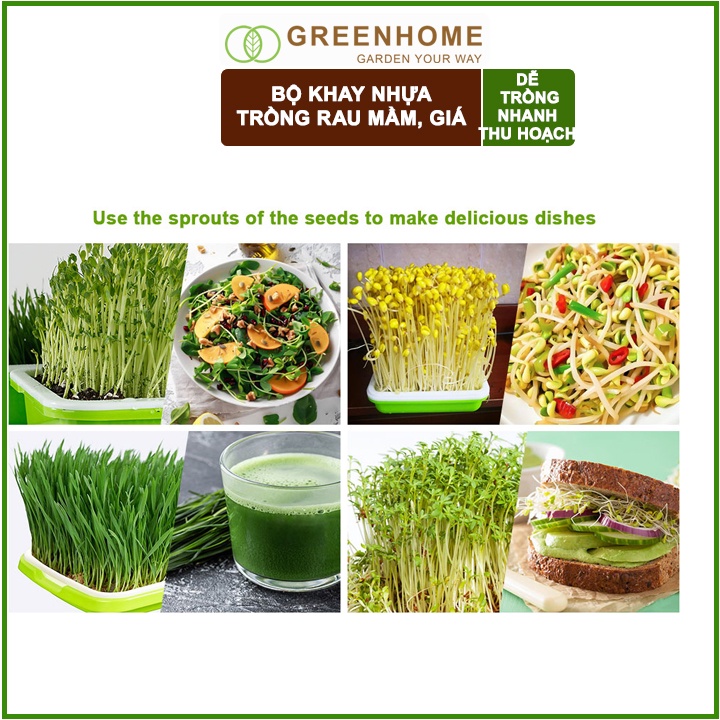 3 Bộ khay trồng giá, D34xR25xC5cm, màu tím, nhựa nguyên sinh, an toàn, dễ trồng tại nhà |Greenhome