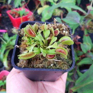 Cây bắt ruồi, Cây bẫy kẹp Flytrap Dentate x Bristle