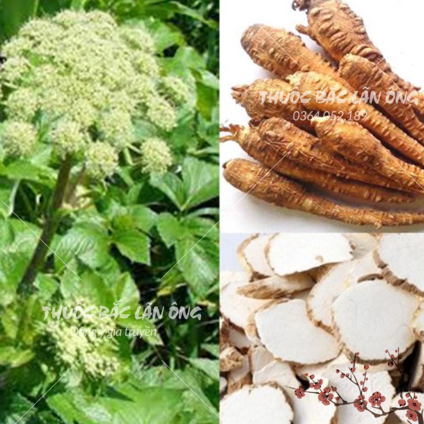 Bạch Chỉ Nguyên Chất 1kg