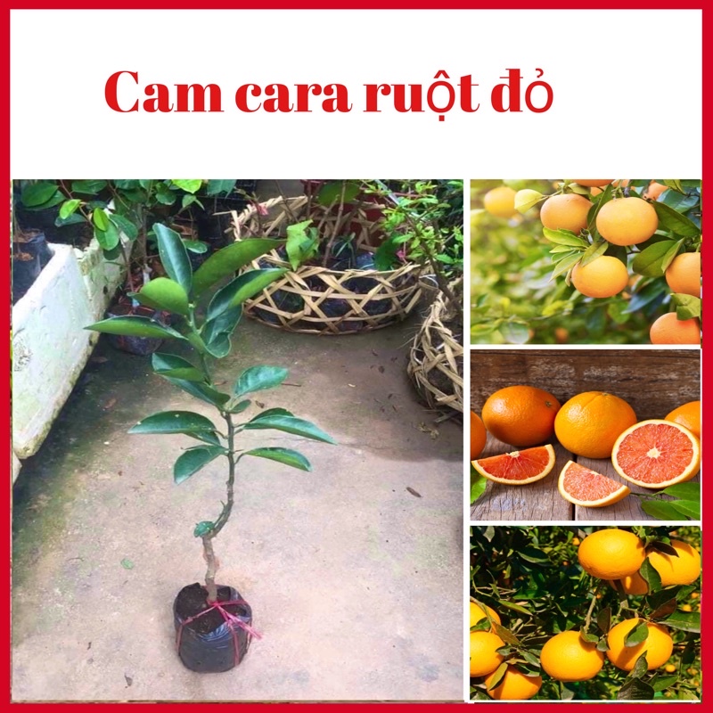 Cây cam cara ruột đỏ quả to mọng nước (ảnh thật hình cuối)