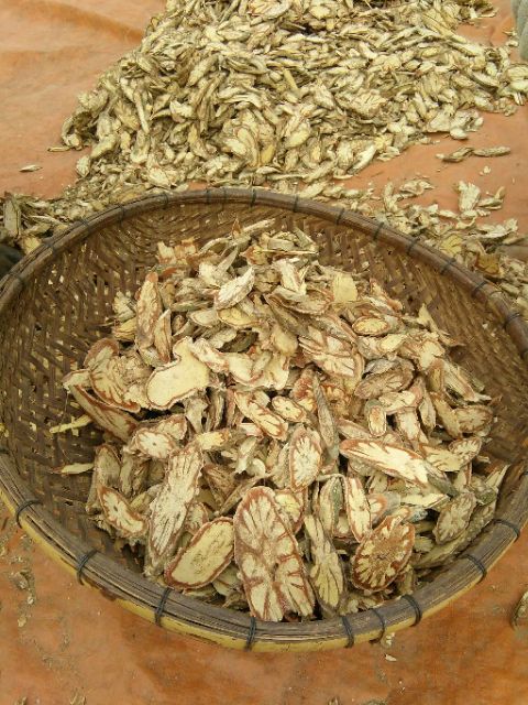 [Mã 267FMCGSALE giảm 8% đơn 500K] Cỏ máu GIA TRUYỀN (chia ấm sẵn) tăng cân, bổ máu | BigBuy360 - bigbuy360.vn